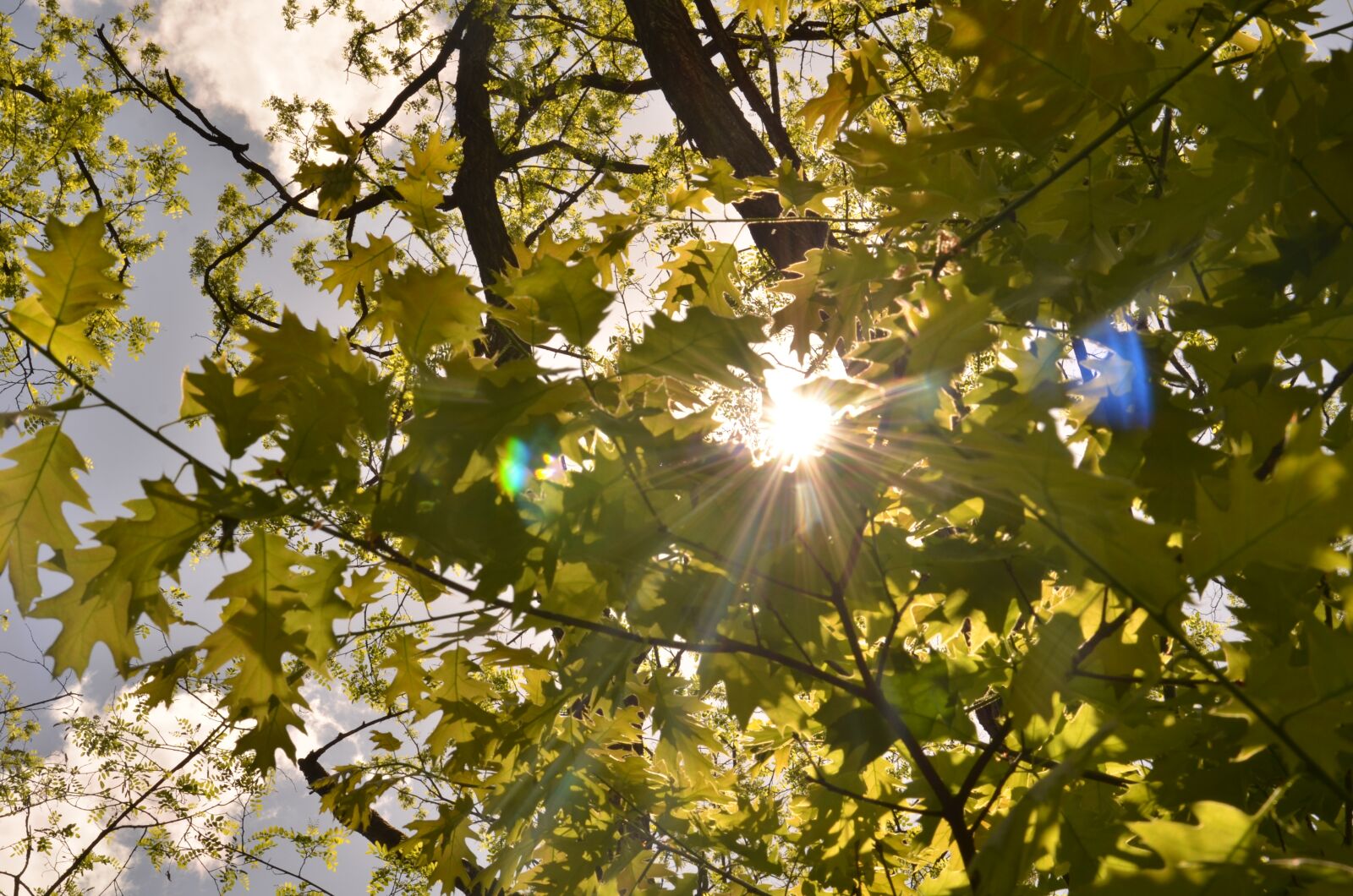 Nikon D7000 sample photo. Tree, leaf, nature photography