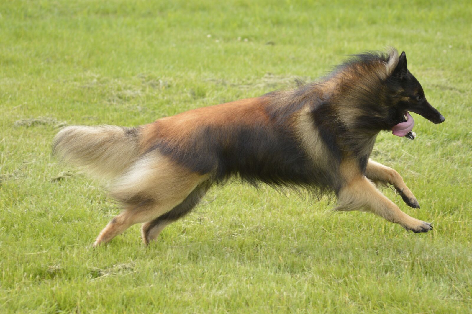 Nikon D3200 sample photo. Belgian, shepherd, teuveren photography