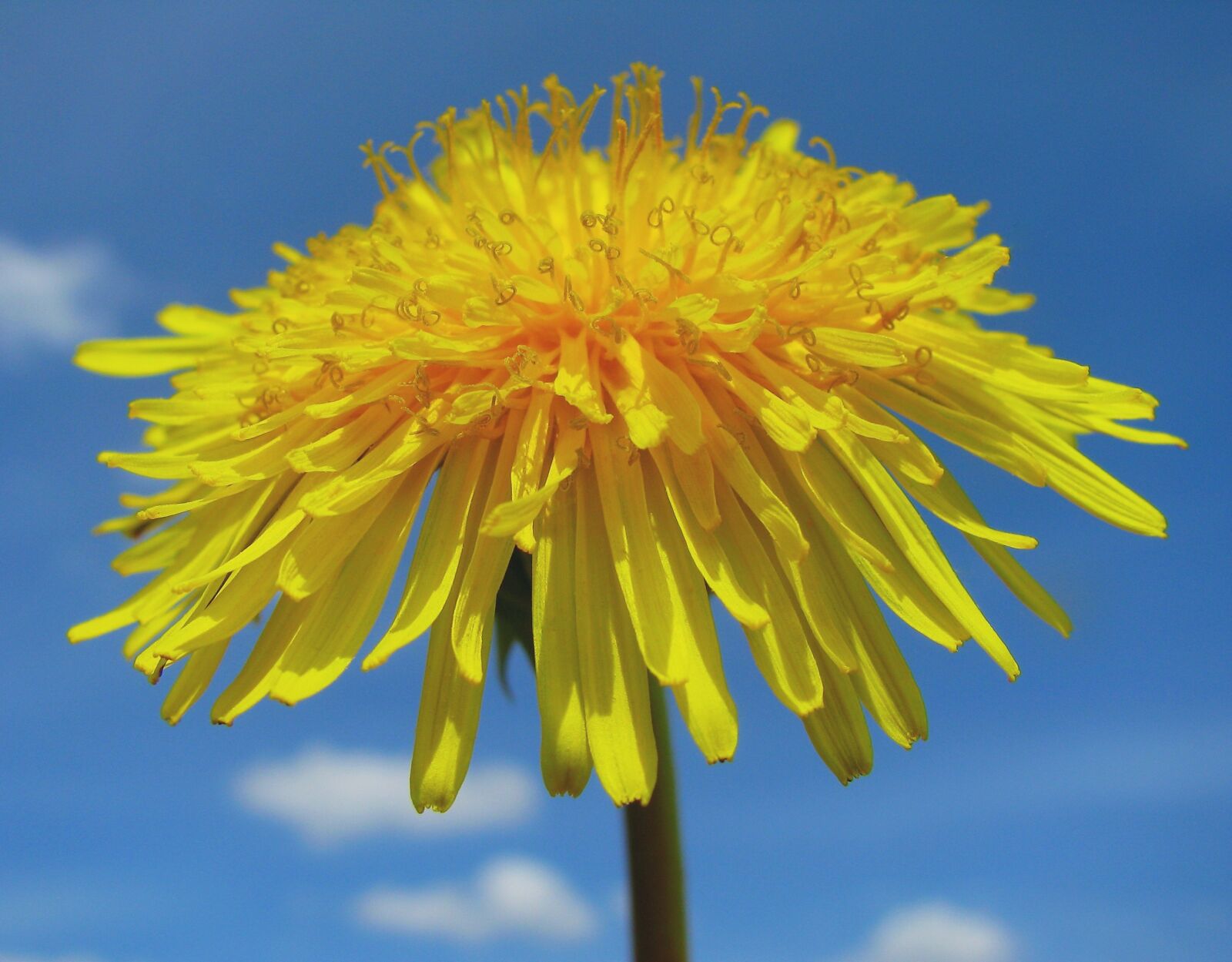 Canon POWERSHOT SX100 IS sample photo. Spring, dandelion, flower photography