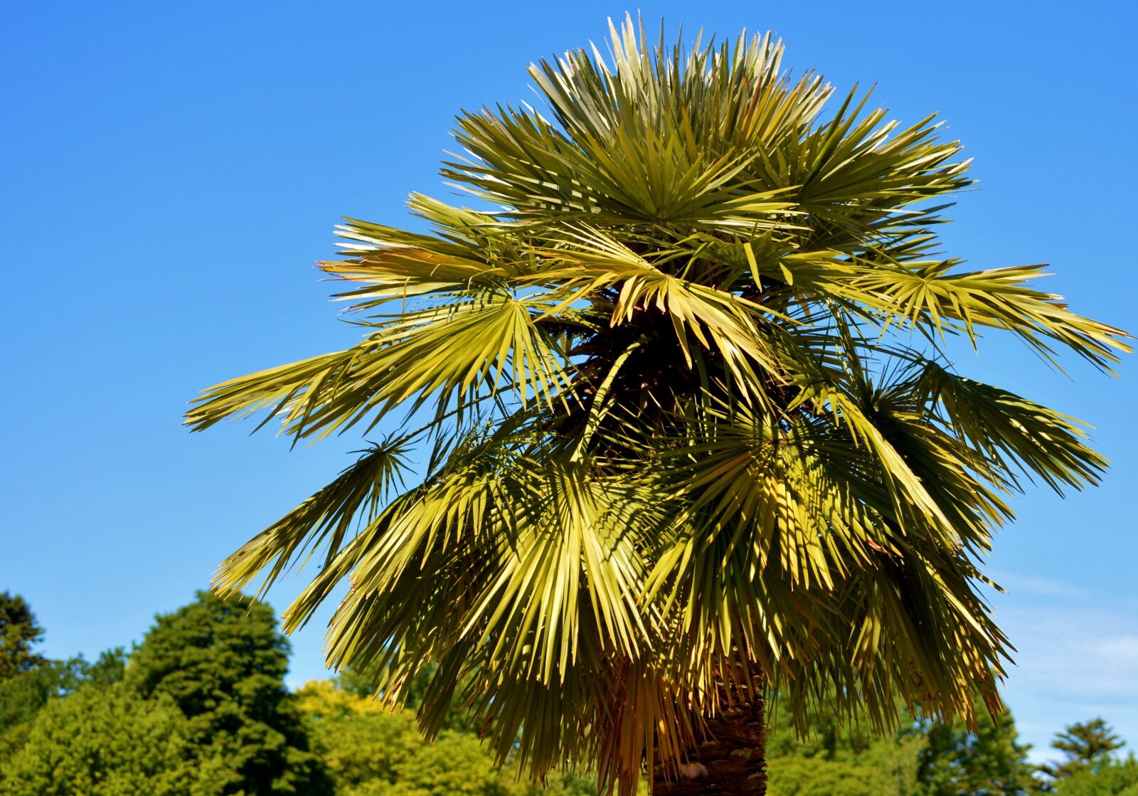 Nikon D3200 sample photo. Palm, plant, fan palm photography