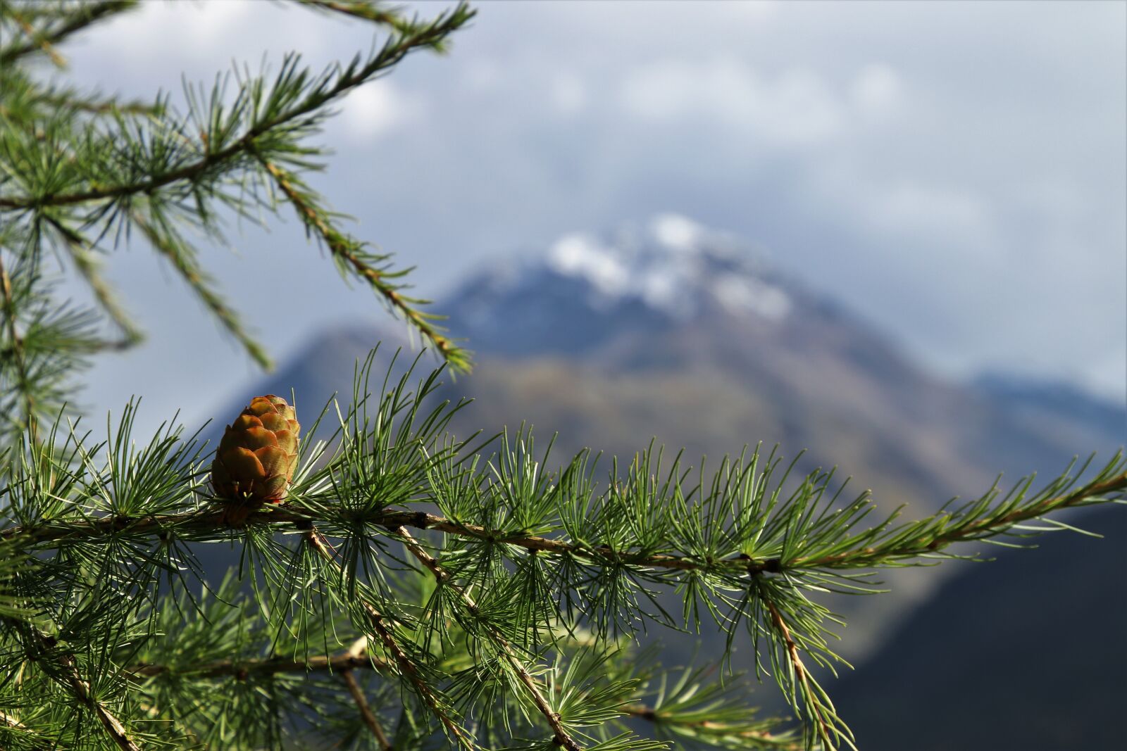 Canon EOS 80D sample photo. Larch, coniferous, view photography