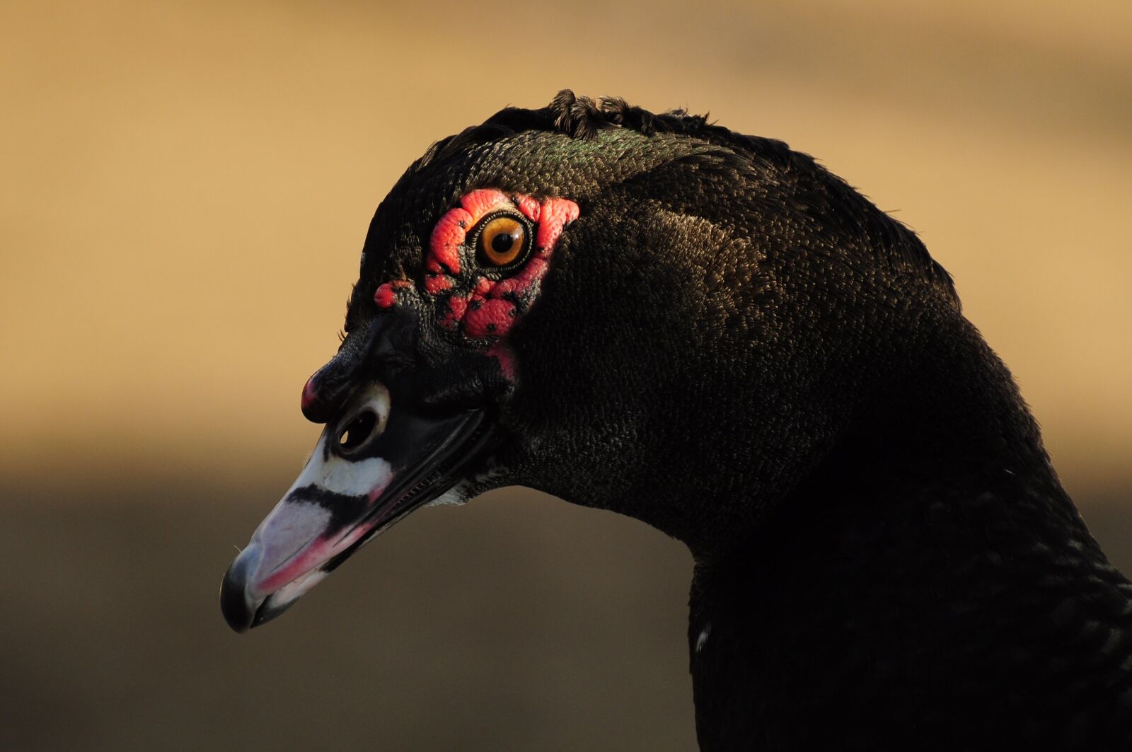 Nikon D90 sample photo. Duck, nature, fauna photography
