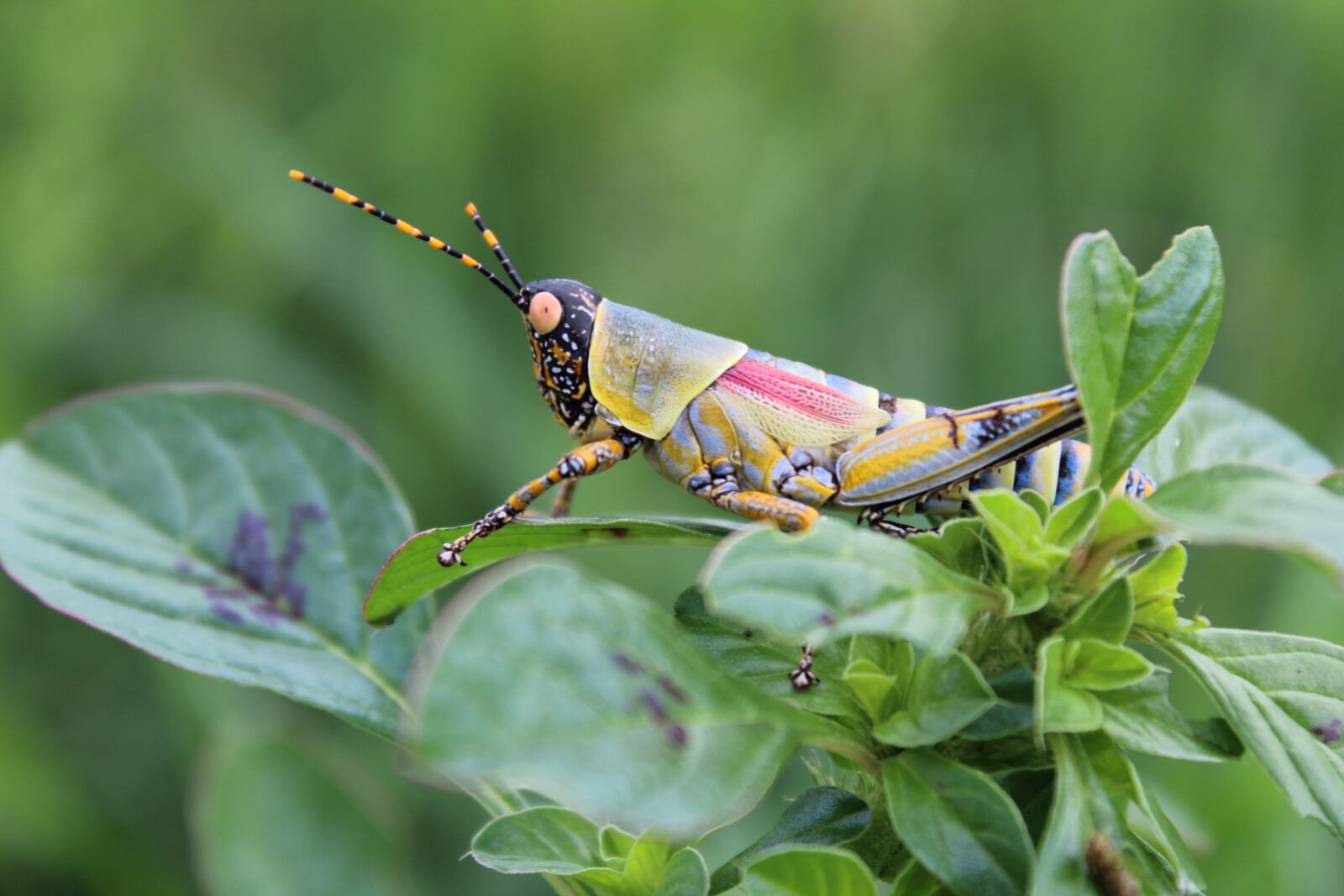 Canon EOS 1300D (EOS Rebel T6 / EOS Kiss X80) sample photo. Grasshopper, insect, close-up photography