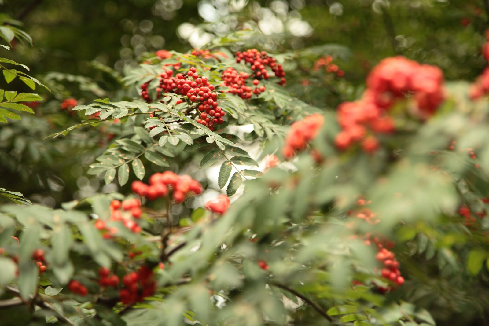 Canon EOS 5D Mark II sample photo. Bunches of rowan, rowan photography