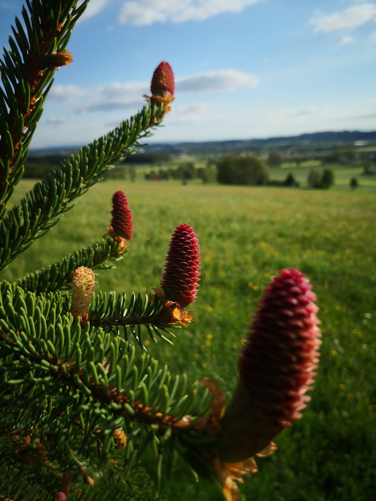 HUAWEI Mate 10 Pro sample photo. Tree, conifer, nature photography