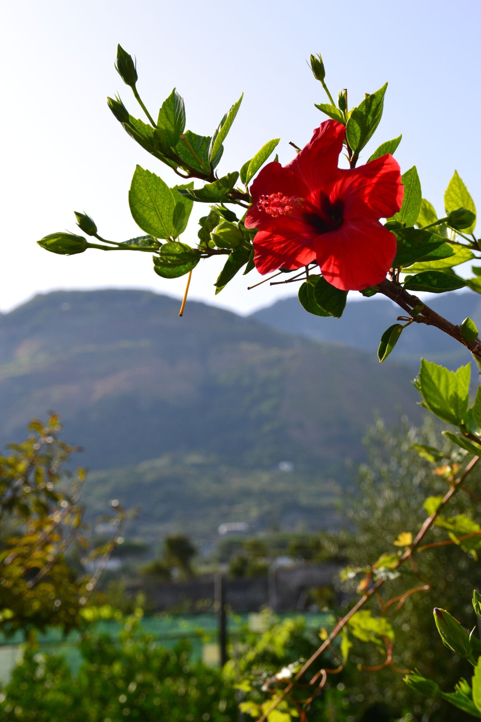 Nikon D3100 sample photo. Flower, red, close up photography