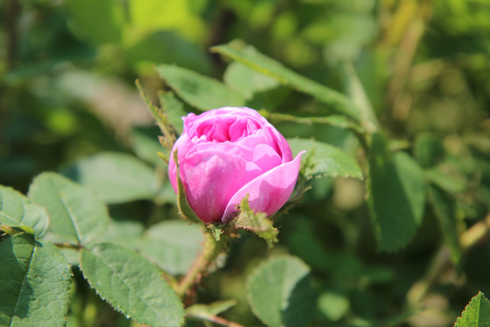 Canon EOS 600D (Rebel EOS T3i / EOS Kiss X5) sample photo. Pink, pink rose, roses photography