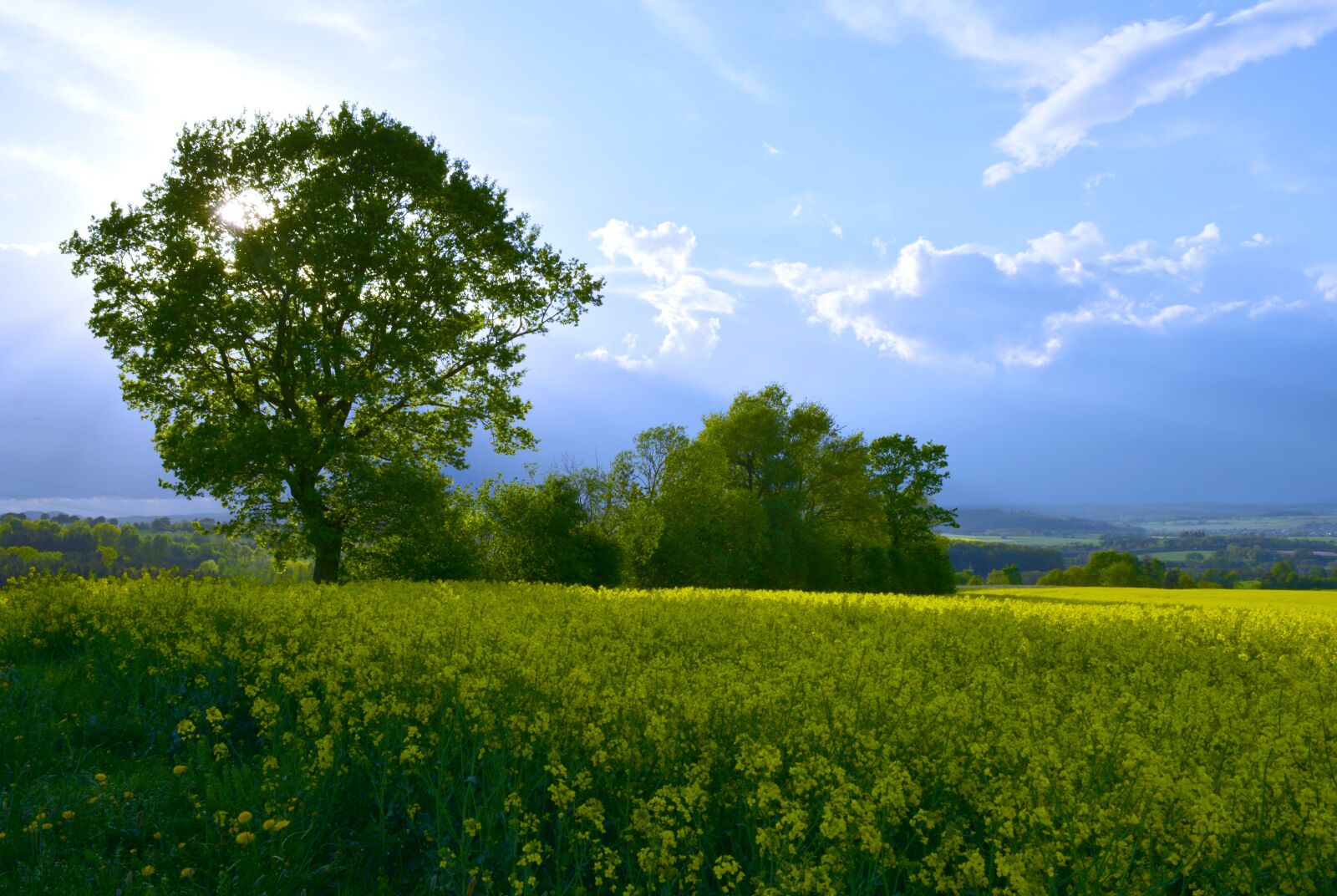 Nikon D5200 sample photo. Landscape, tree, sunlight photography