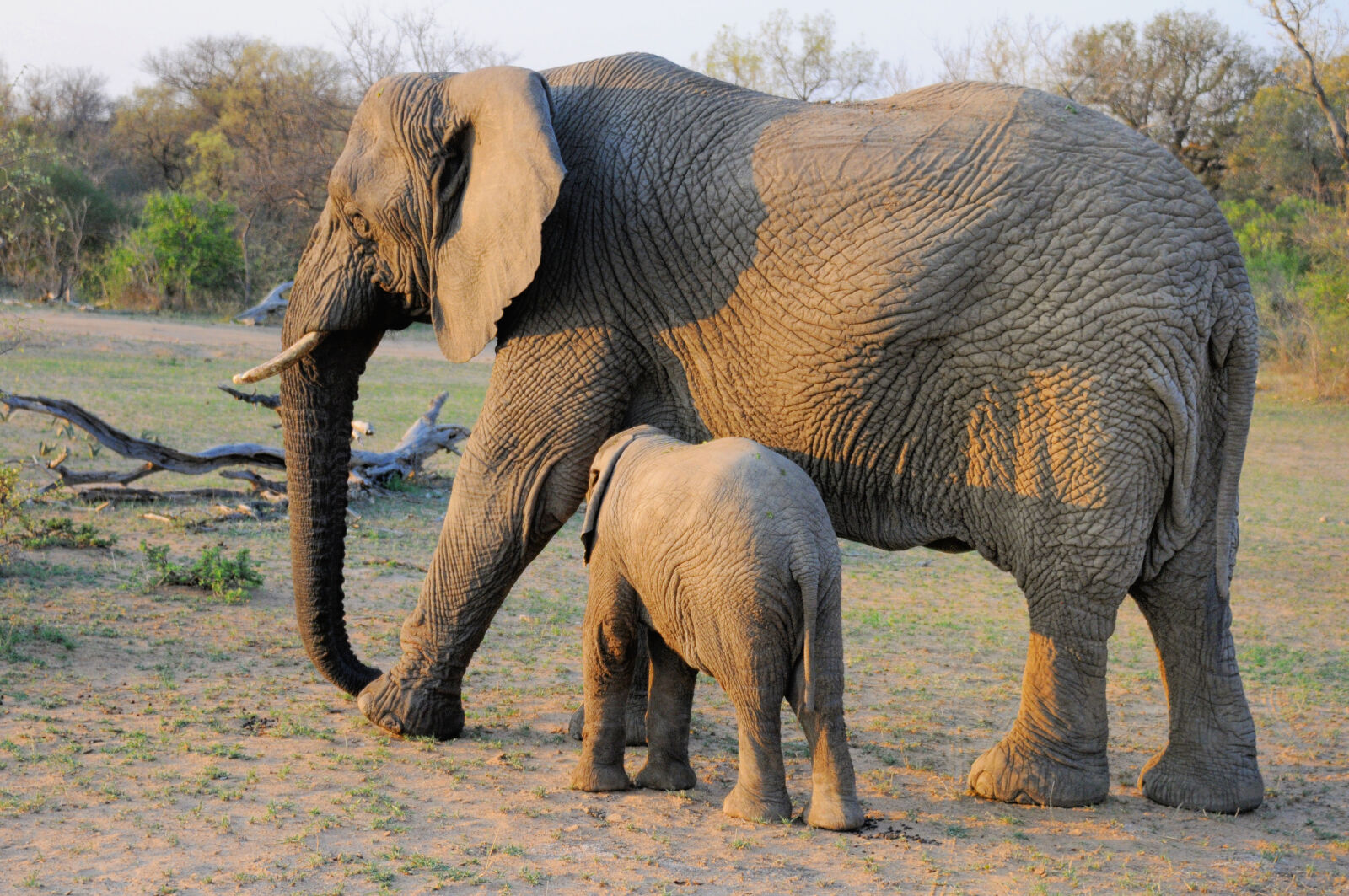 Nikon D300S sample photo. Animal, elephant, loxodanta, africana photography