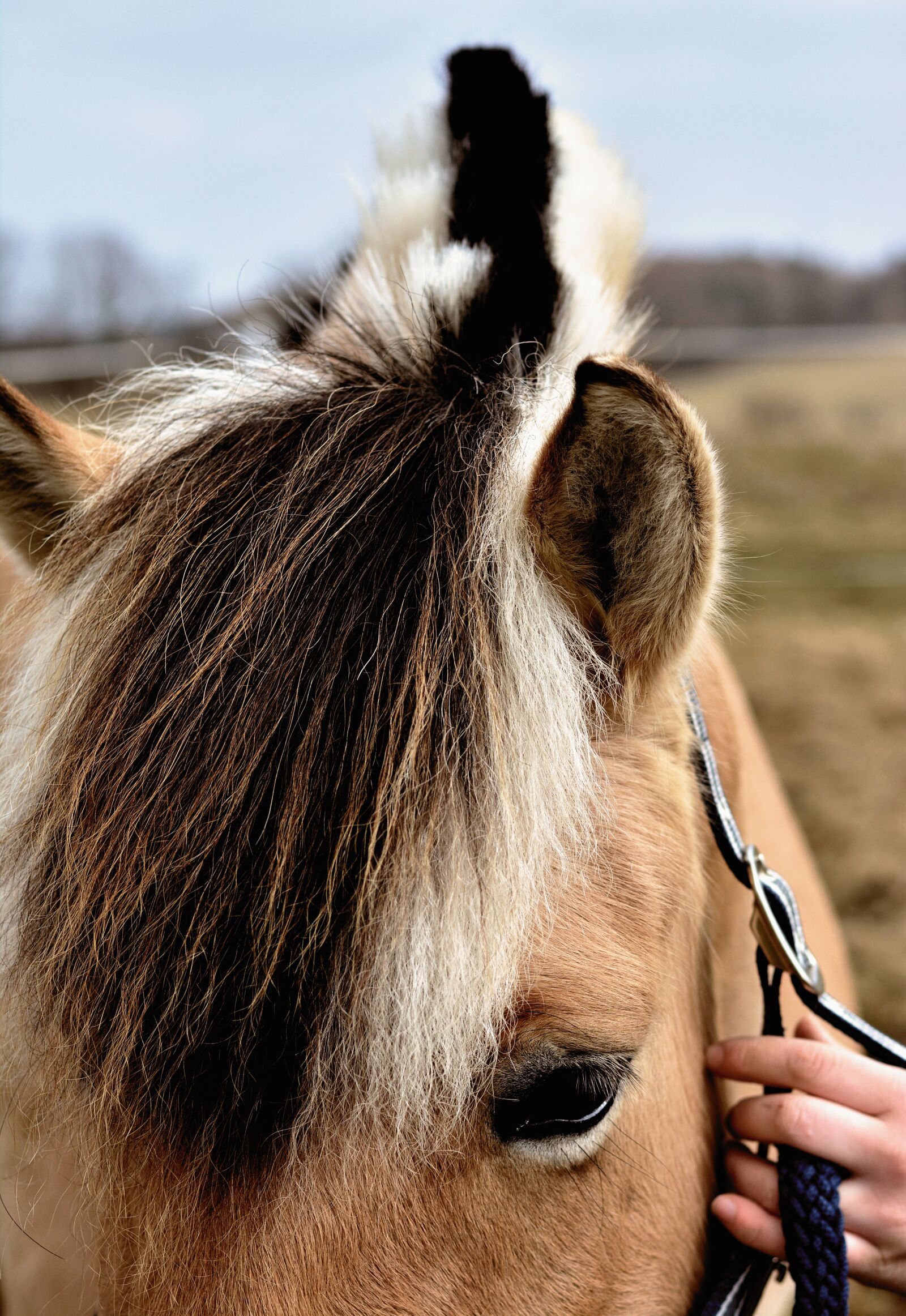 Nikon D5200 sample photo. Horse, mane, norwegian fjord photography