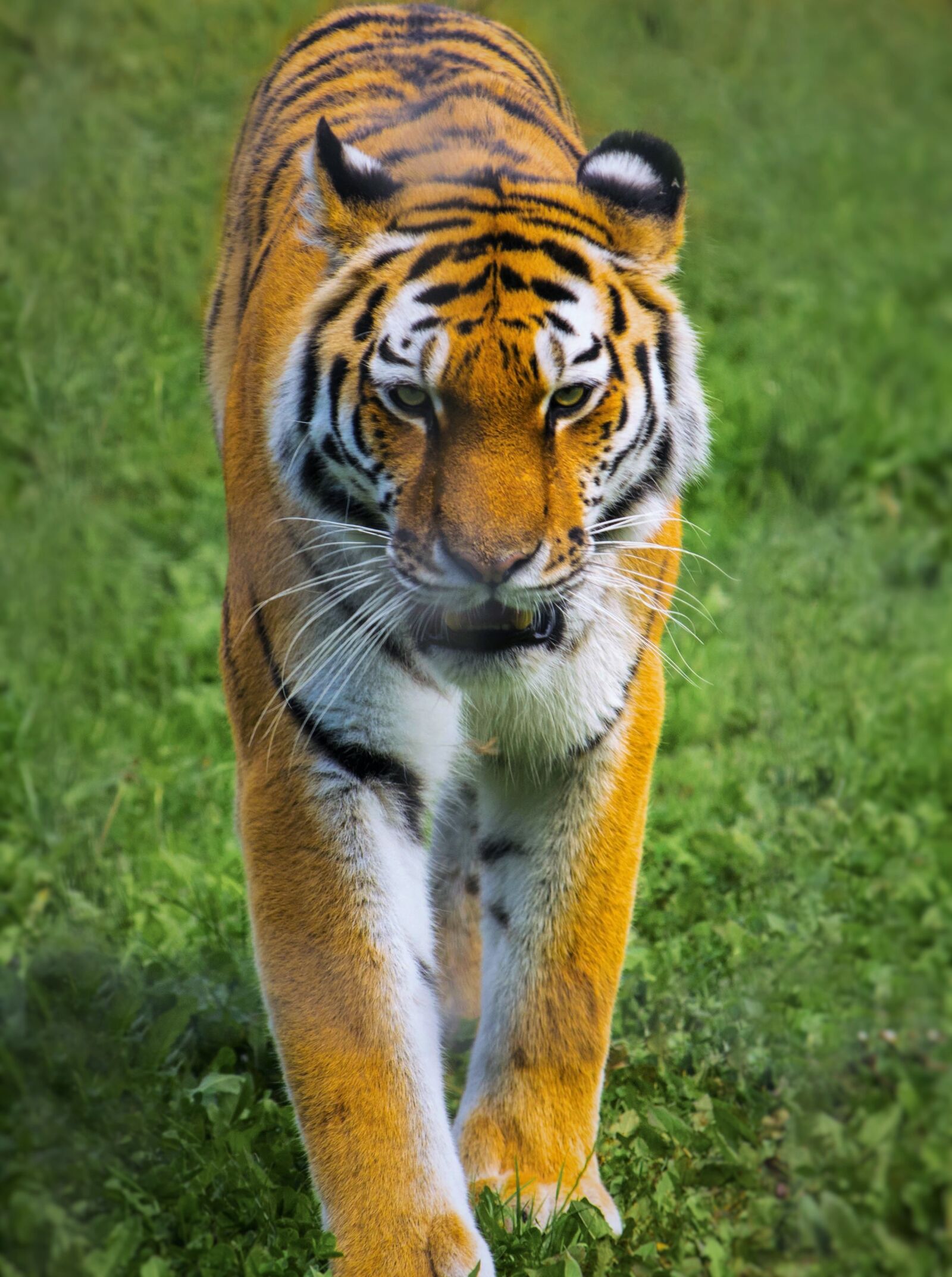 Nikon D3300 sample photo. Tiger, zoo, wildlife photography