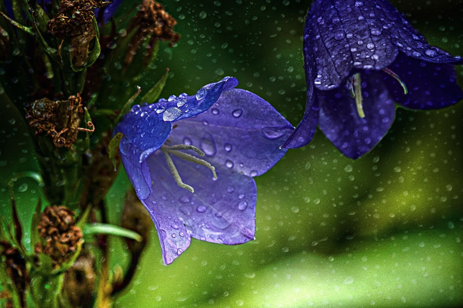 Nikon D7100 sample photo. Rain, flower, drops photography