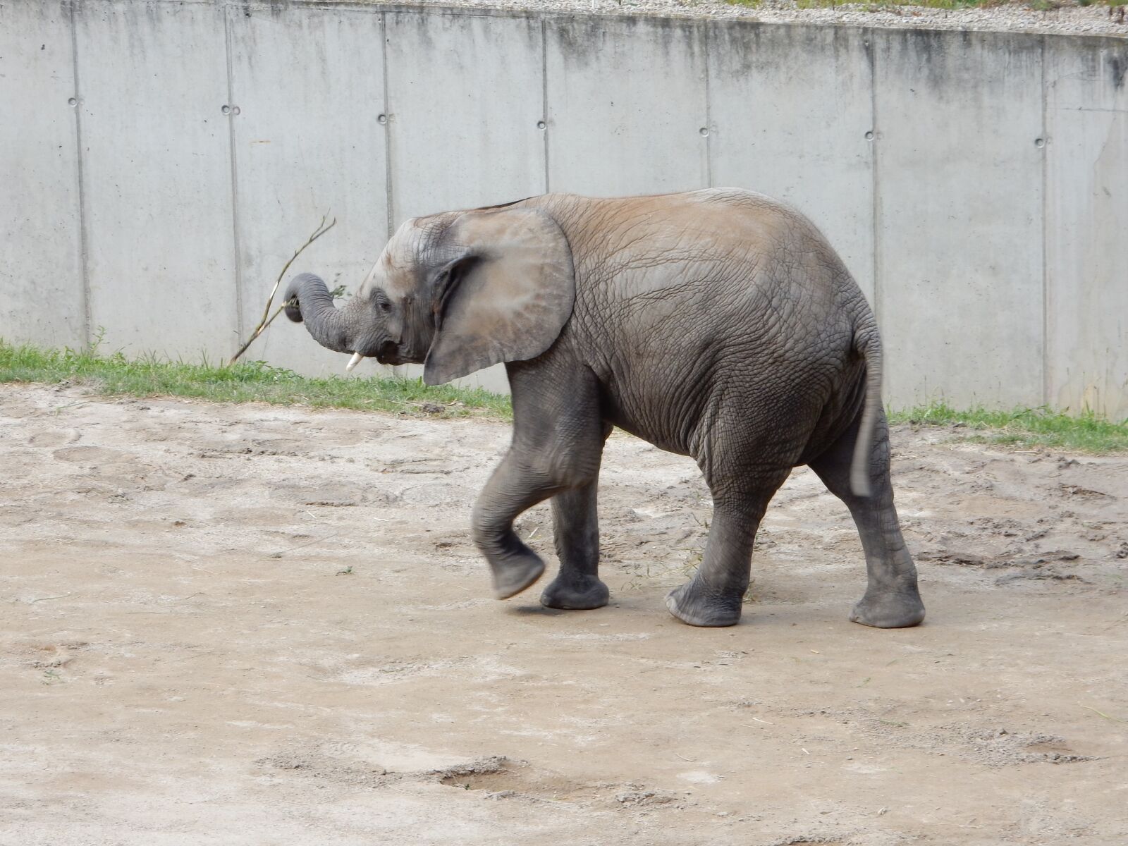 Nikon Coolpix S9900 sample photo. Elephant, baby elephant, african photography
