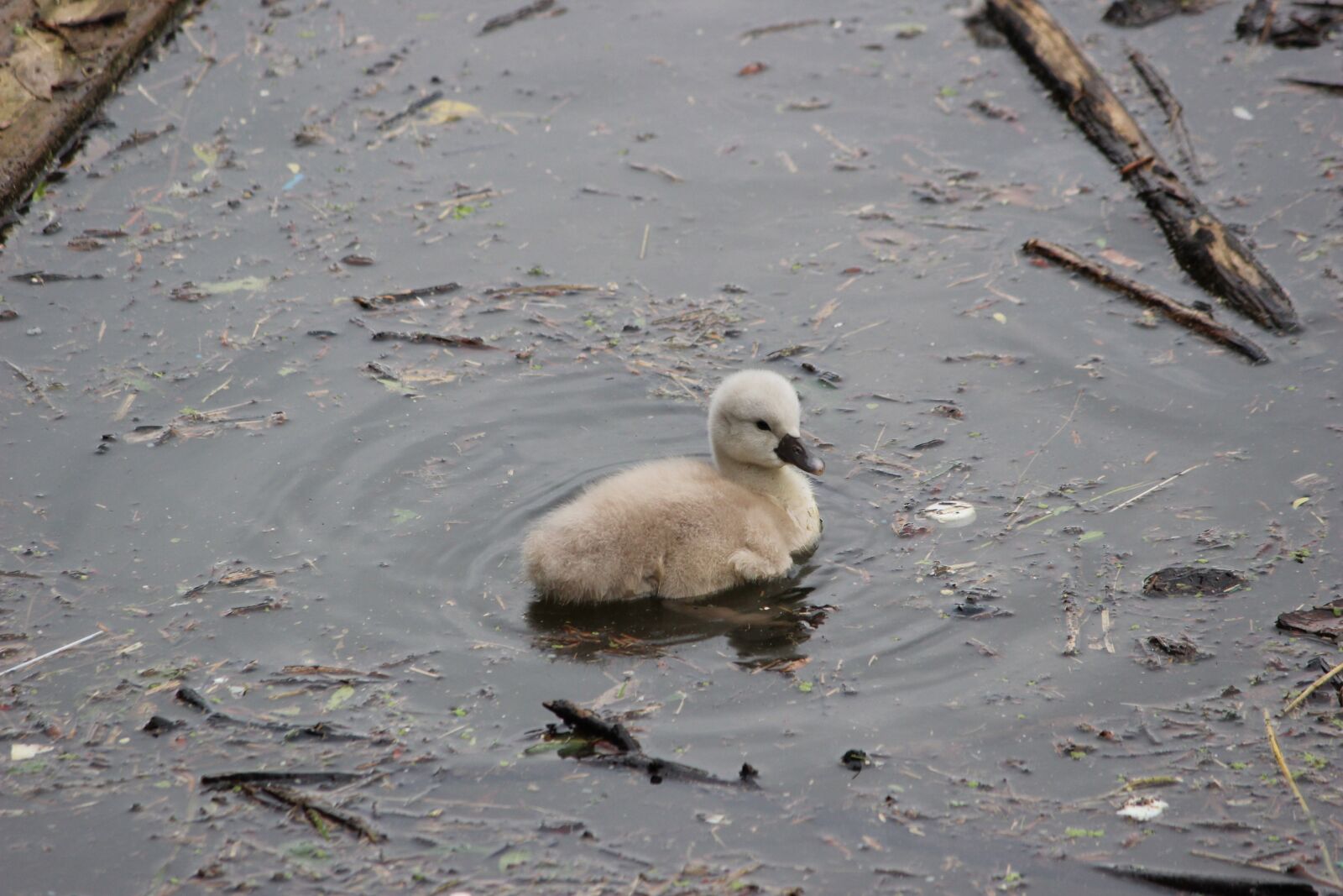 Canon EOS 600D (Rebel EOS T3i / EOS Kiss X5) sample photo. Swan, duck, hatching photography