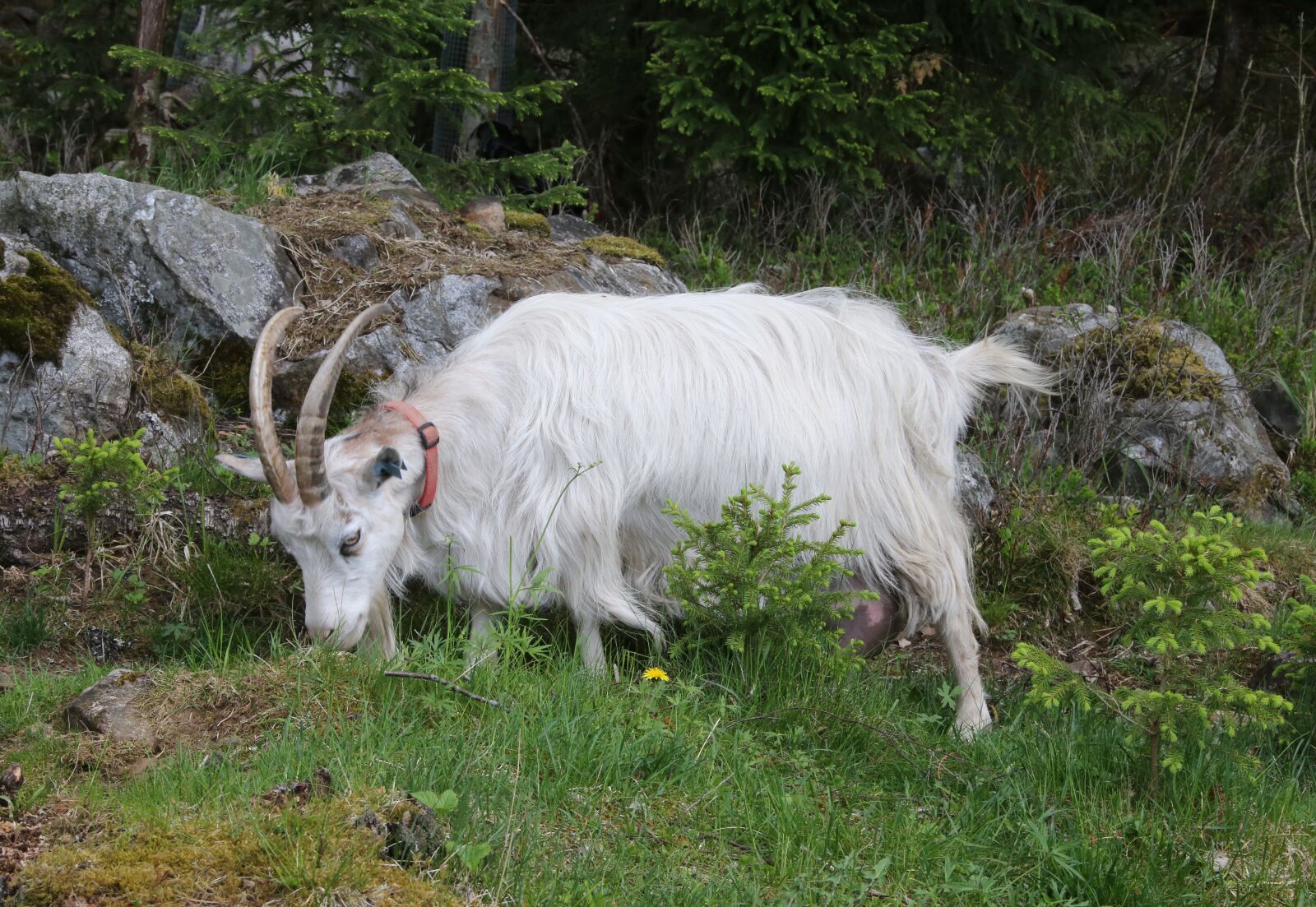 Canon EF 28-300mm F3.5-5.6L IS USM sample photo. Goat, culture, the horns photography