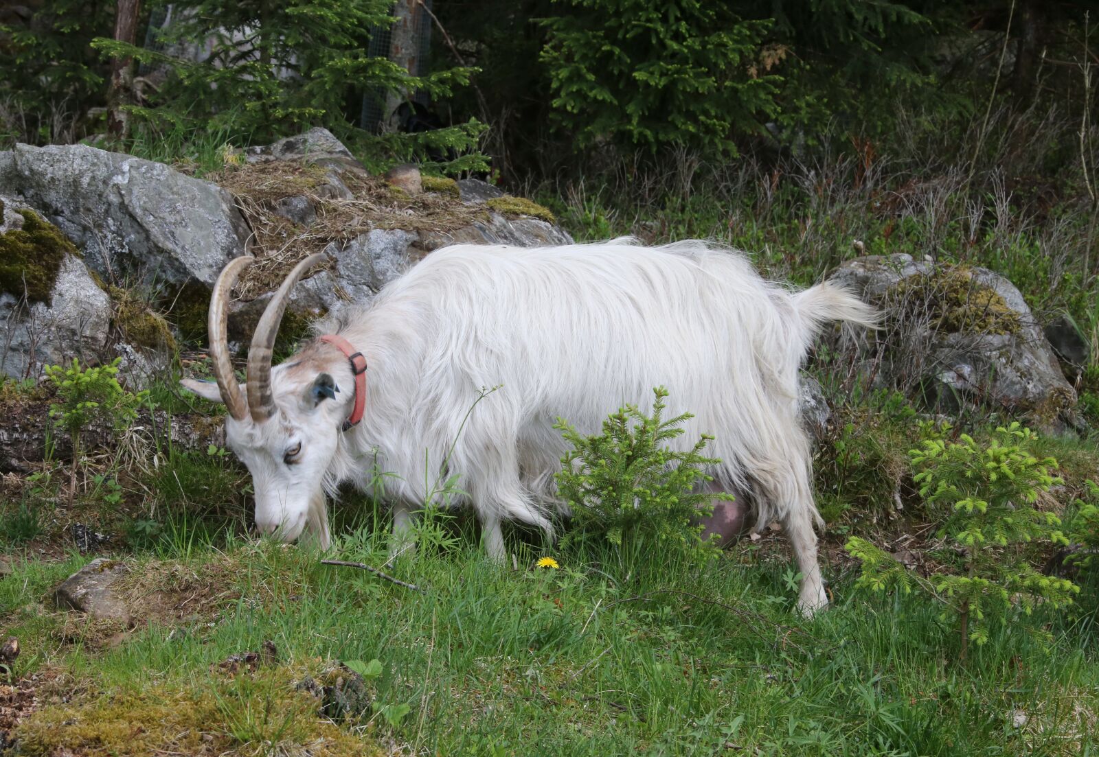 Canon EOS 6D + Canon EF 28-300mm F3.5-5.6L IS USM sample photo. Goat, culture, the horns photography