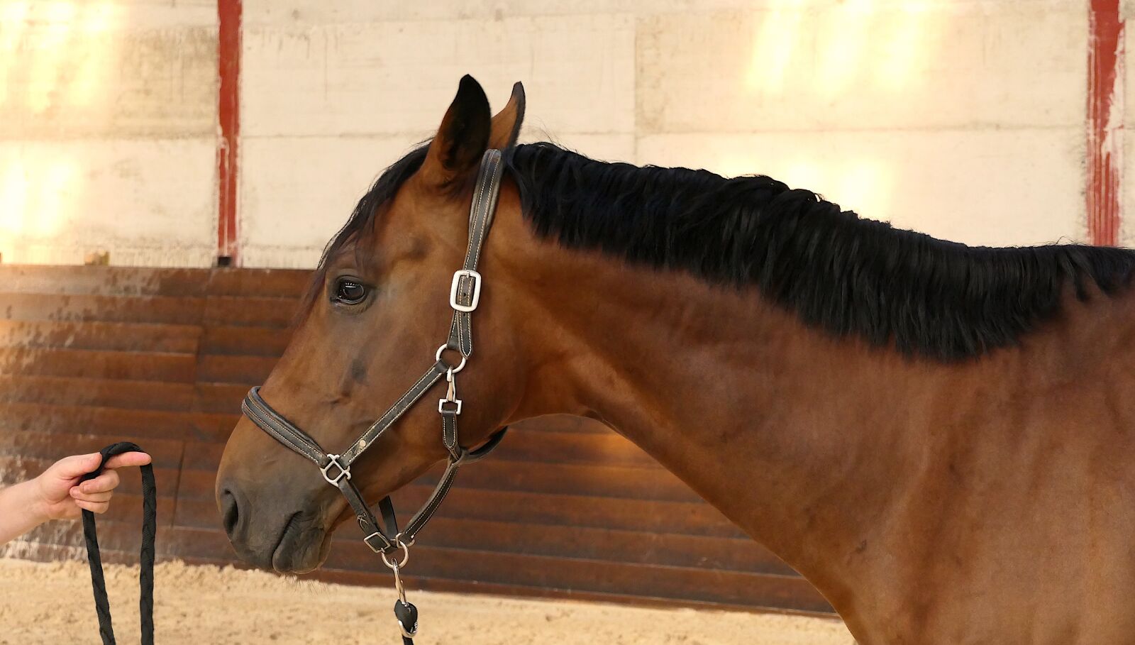 Panasonic Lumix DMC-FZ2500 (Lumix DMC-FZ2000) sample photo. Horse, portrait, careful photography