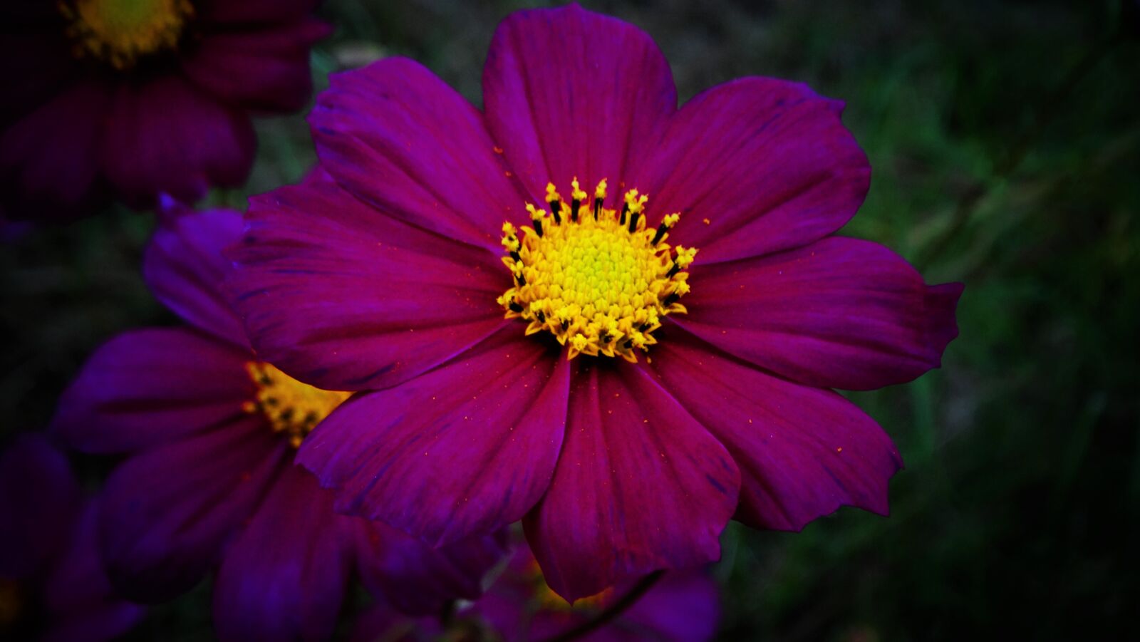 Sony Cyber-shot DSC-HX300 sample photo. Cosmea, flower, cosmos photography
