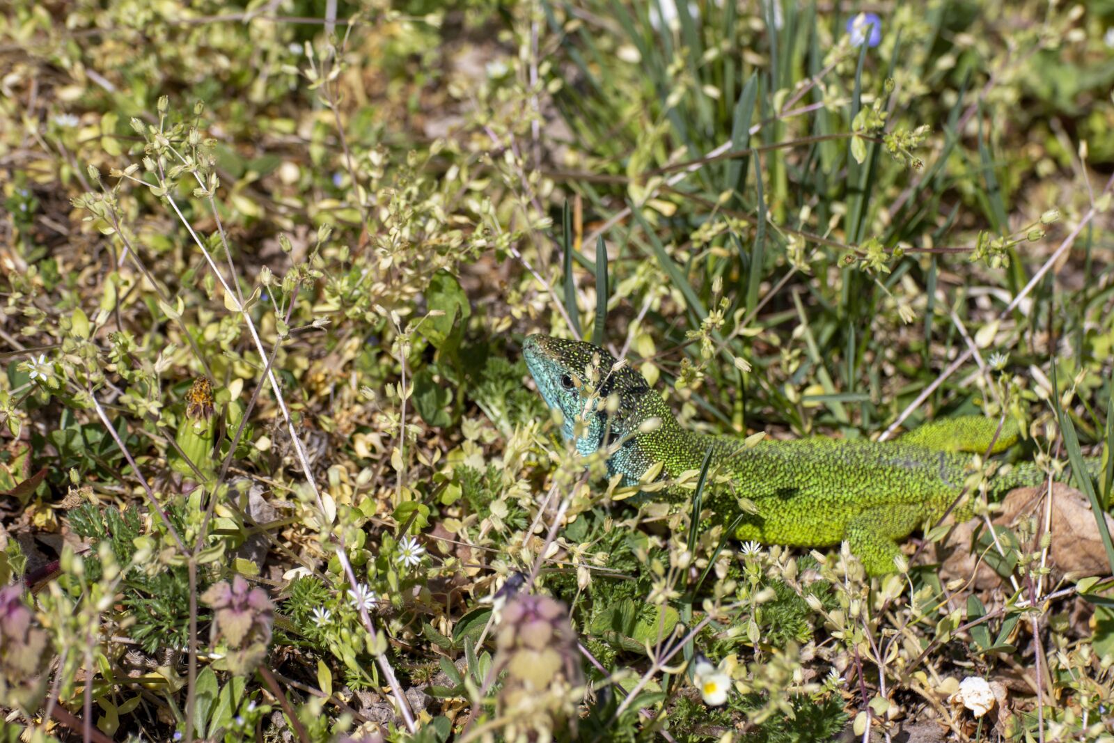 Canon EOS 600D (Rebel EOS T3i / EOS Kiss X5) sample photo. The lizard, reptile, nature photography