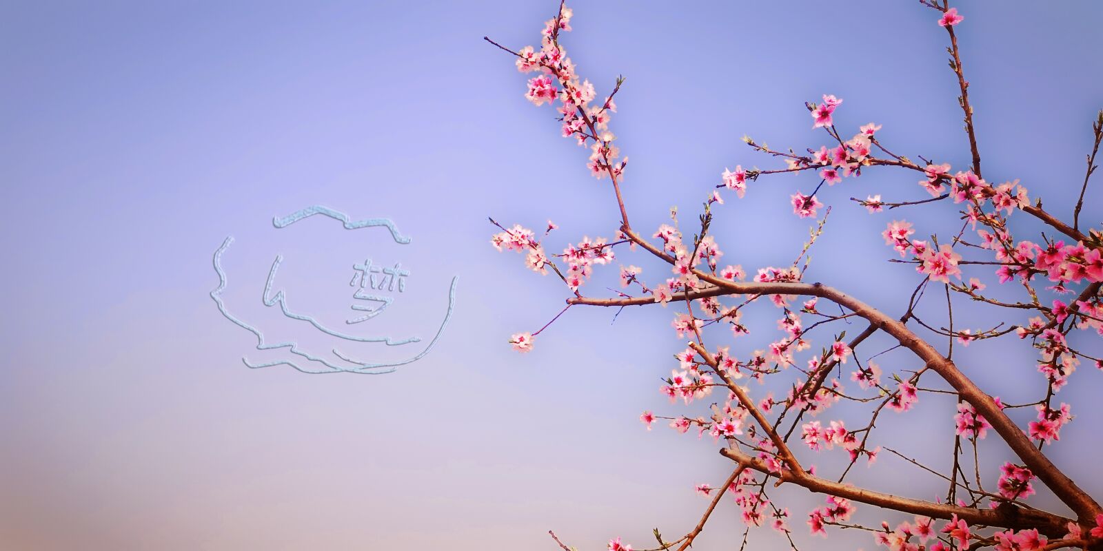 HUAWEI P20 Pro sample photo. Peach blossom, day, tree photography