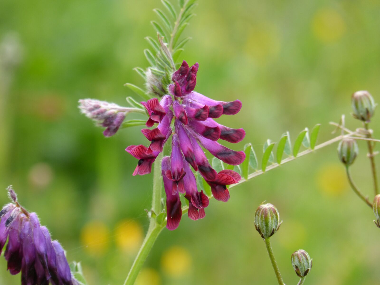 Panasonic DMC-FZ62 sample photo. Wild flower, composite flower photography