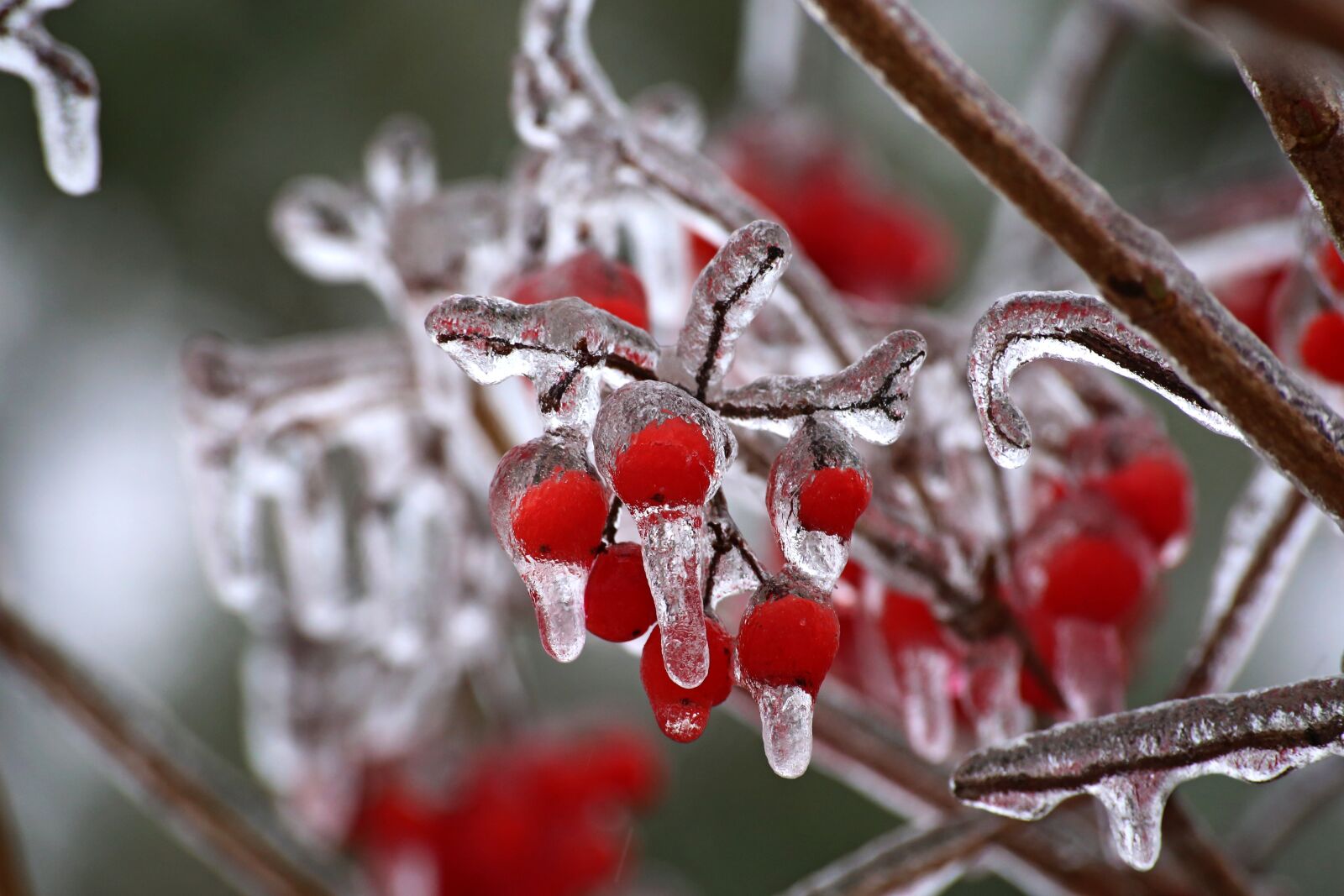 Canon EOS 6D sample photo. Nature, winter, berry photography