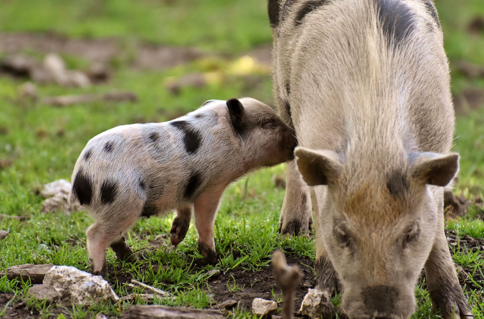 Nikon D7200 sample photo. Piglet, small pigs, mini photography