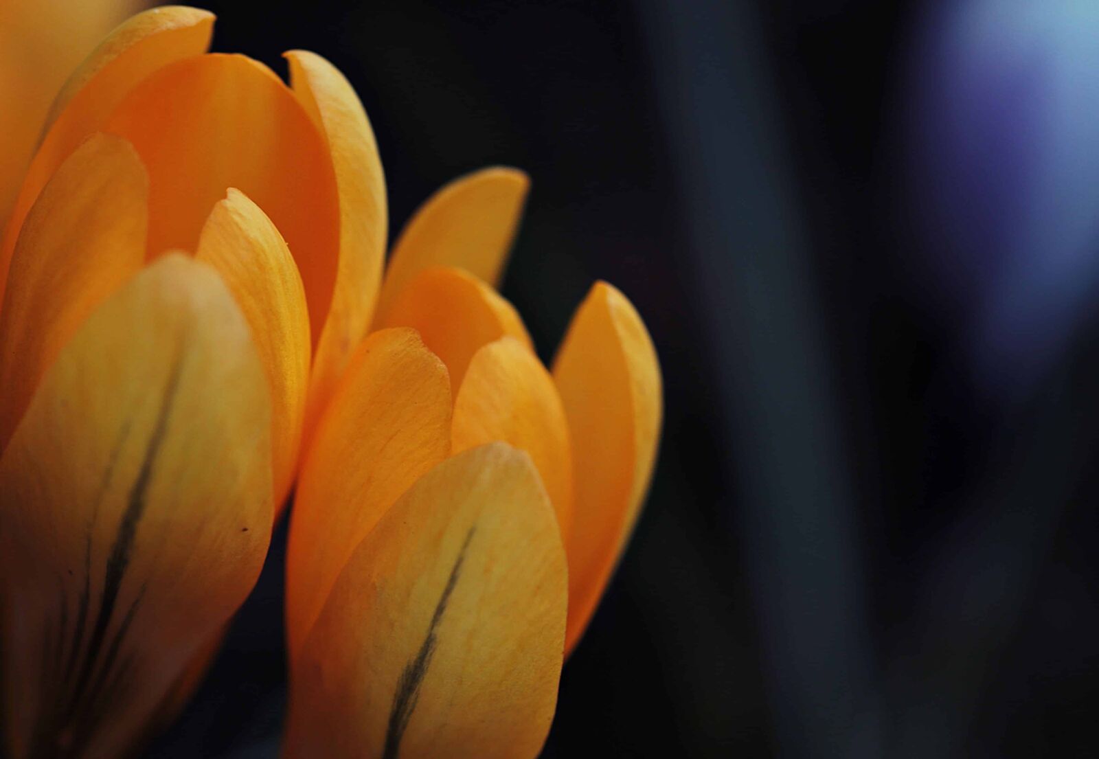 Canon EOS 80D sample photo. Garden, flower, nature, flora photography