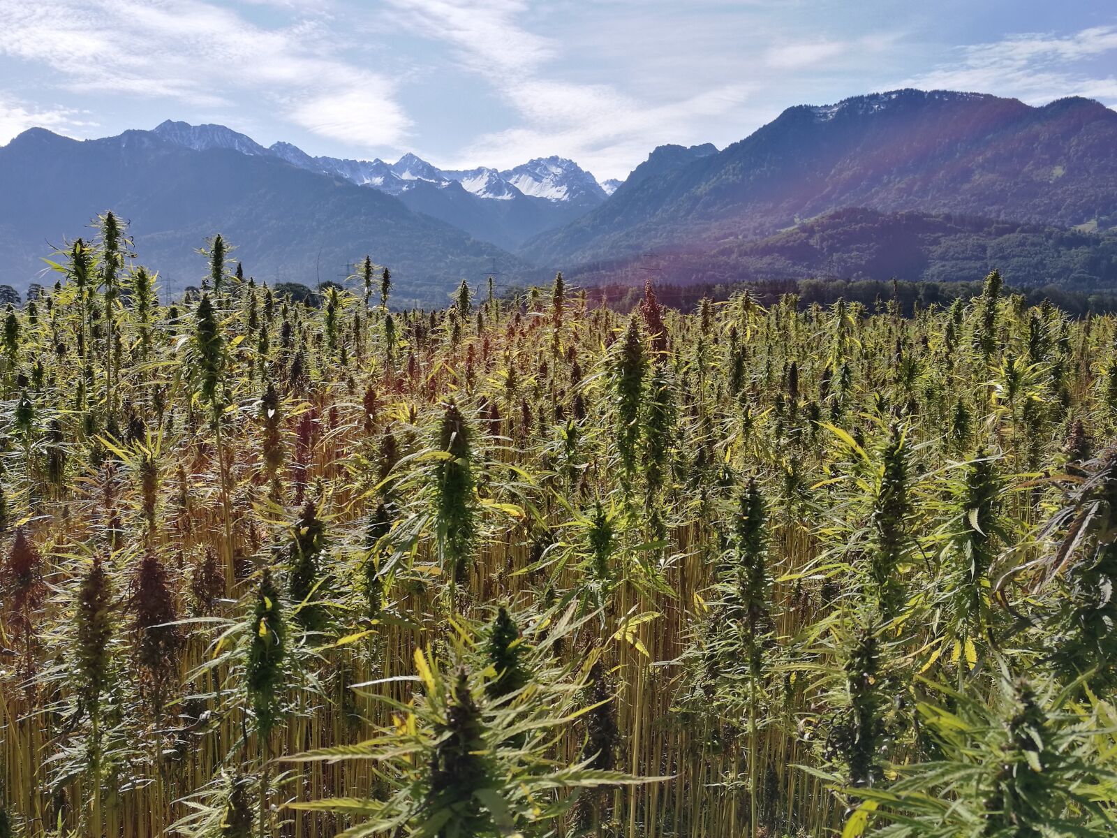 HUAWEI P9 sample photo. Hemp field, hemp plants photography