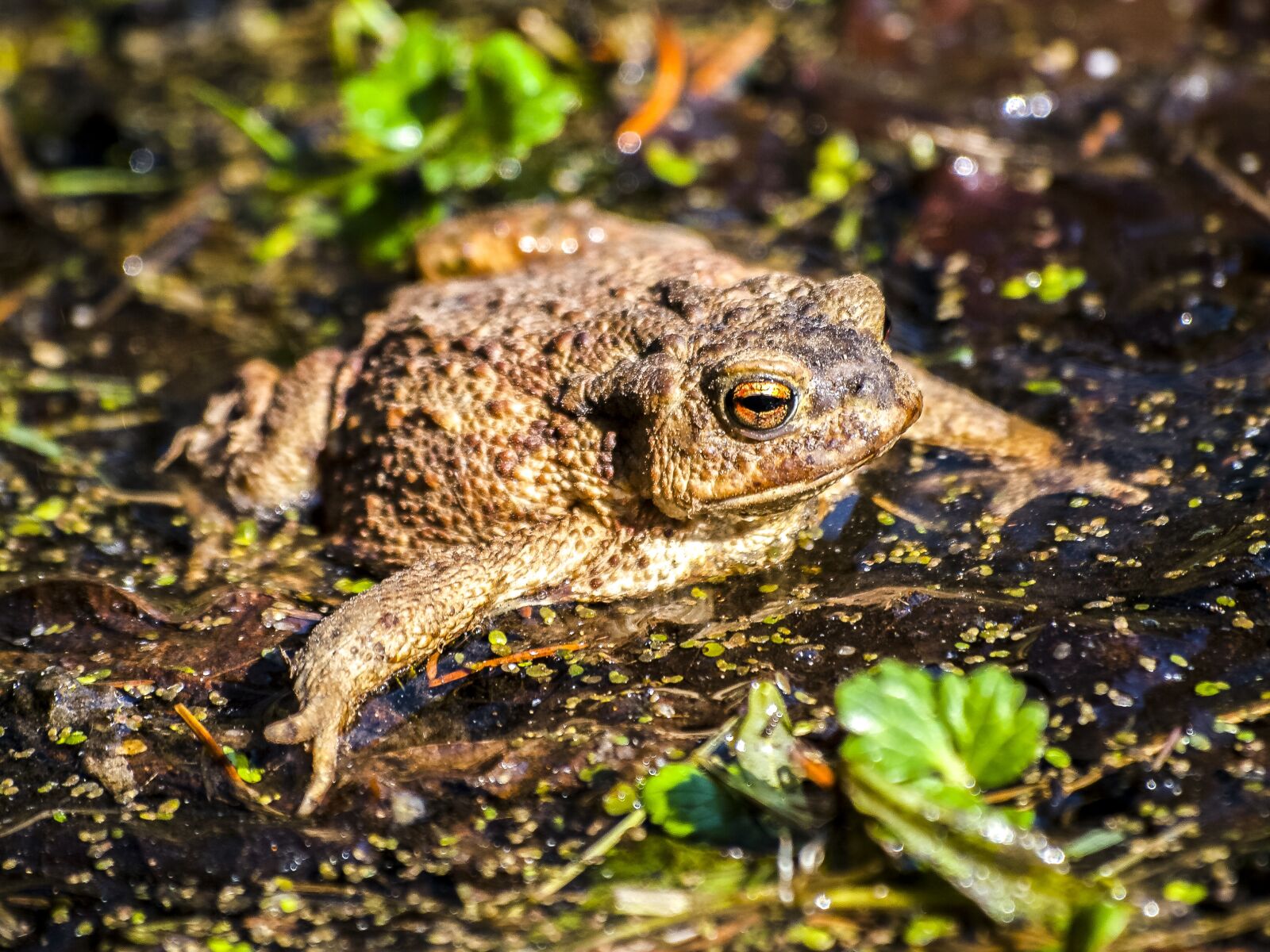 Olympus E-3 sample photo. Common toad, toad, amphibians photography