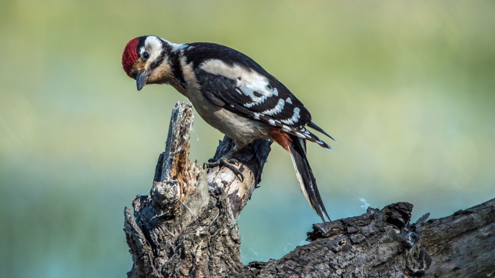 Nikon D3200 sample photo. Spotted, bird, sit photography