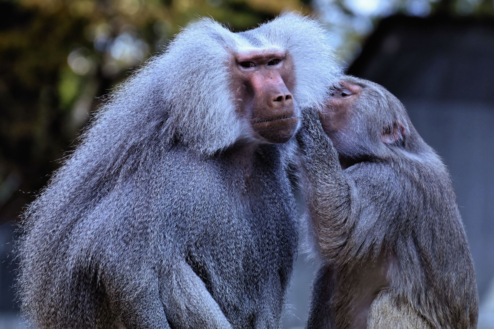 Nikon D7200 sample photo. Baboon, monkey, zoo photography