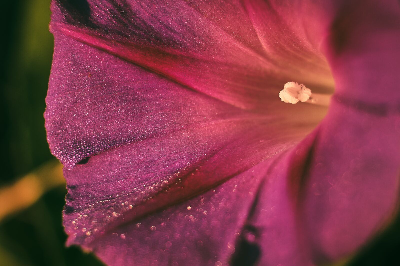Fujifilm XF 18-55mm F2.8-4 R LM OIS sample photo. Purple pageantry winds, blossom photography