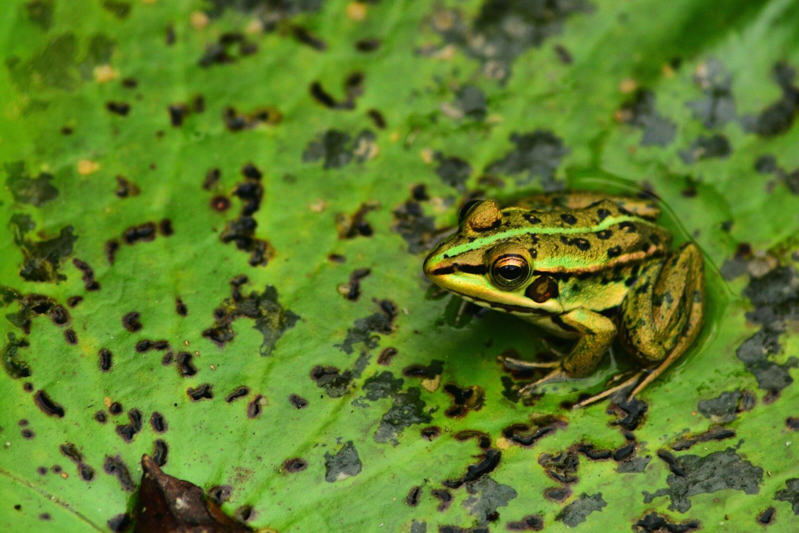 Nikon D750 sample photo. Frog, gold wire frog photography