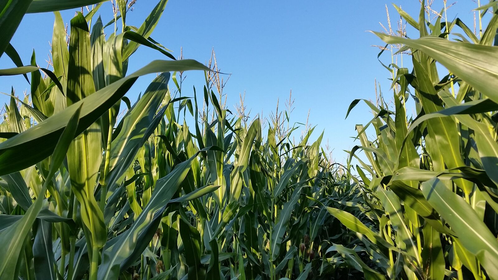 Samsung Galaxy S5 sample photo. Cornfield, monoculture, landscape photography