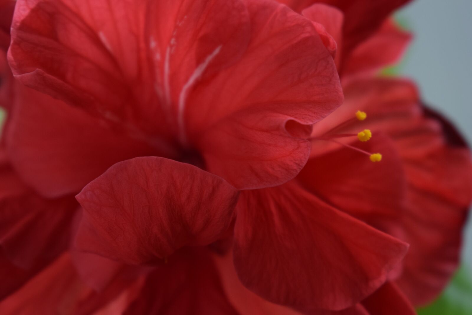 Nikon D3300 sample photo. Flower, summer, nature photography