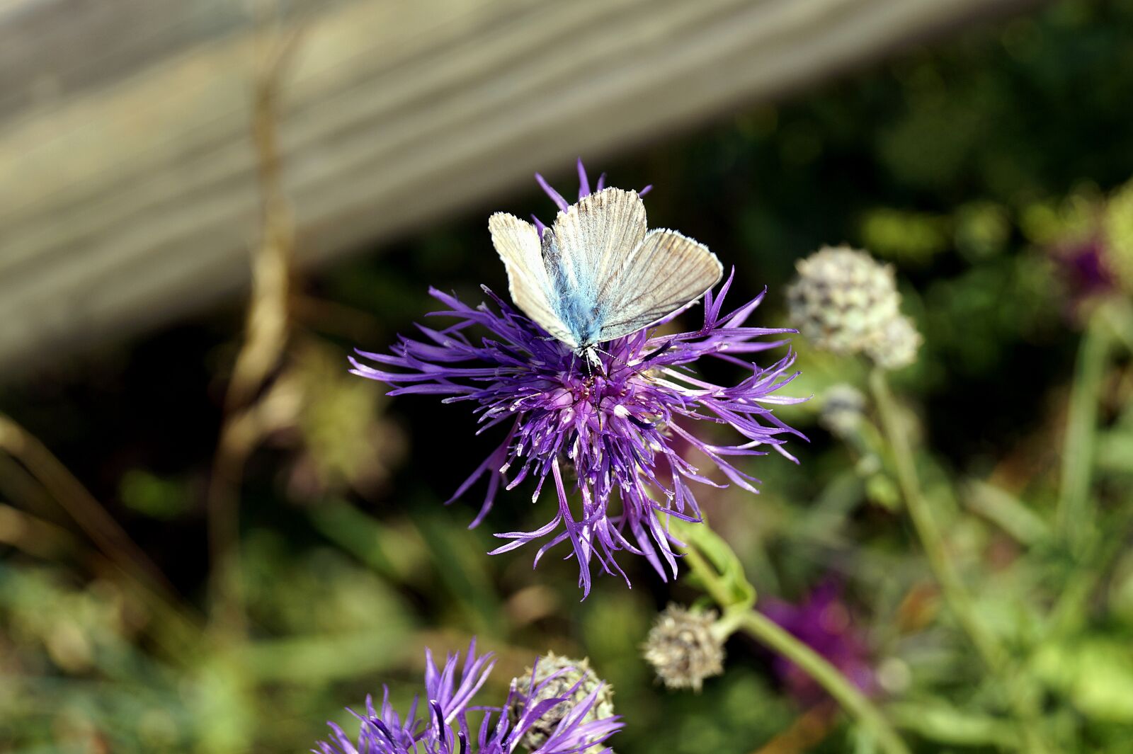 Sony SLT-A58 sample photo. Butterfly, blossom, bloom photography