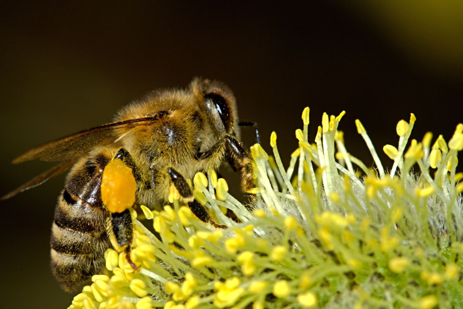 Canon EOS 50D sample photo. Honey, bee, zipping, a photography