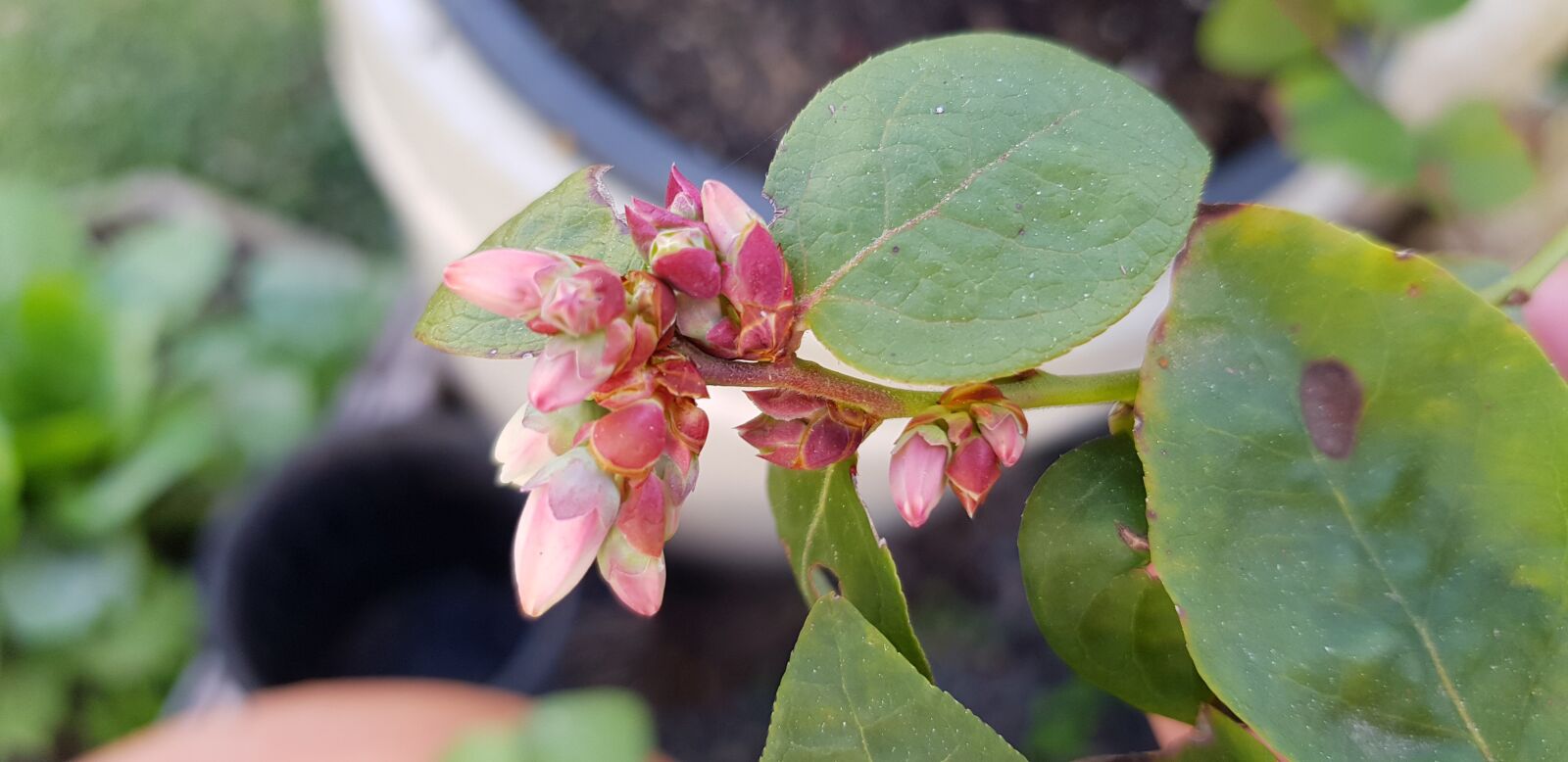 Samsung Galaxy S8 sample photo. Blueberry flower, gardening, fruit photography