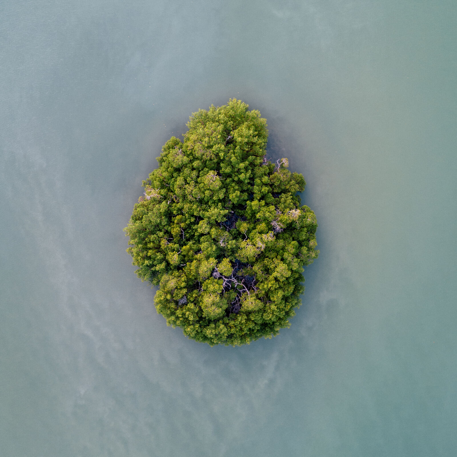 DJI FC220 sample photo. Drone, grow, island, trees photography