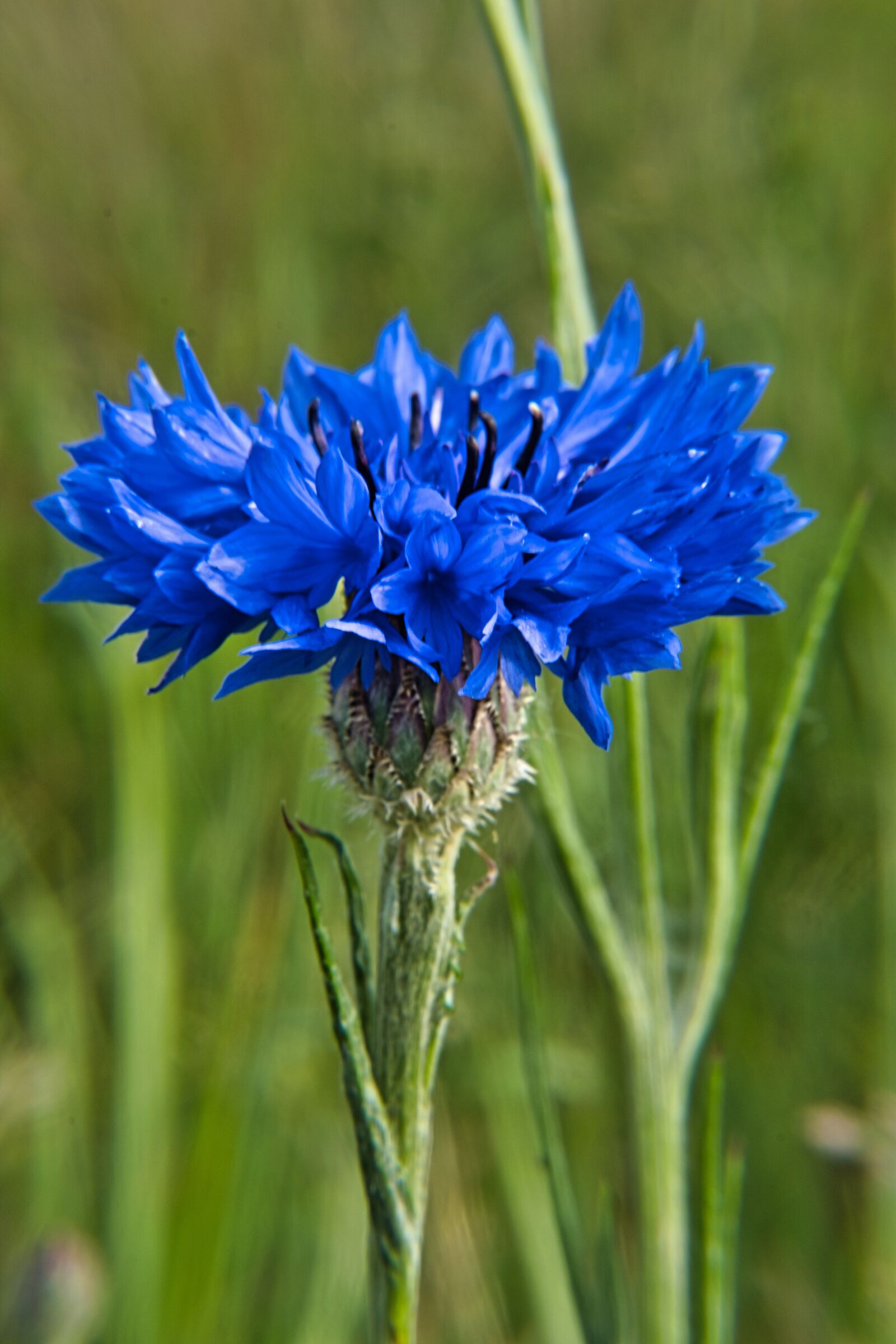 Sony a6400 sample photo. Wild flower, cornflower, flower photography