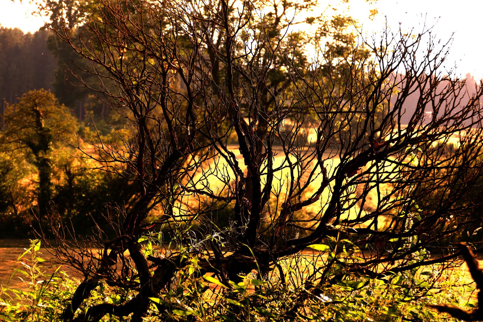 Panasonic Lumix DMC-FZ1000 sample photo. Tree, meadow, evening photography