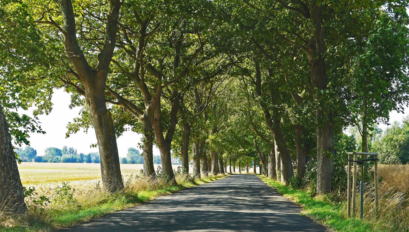 Panasonic Lumix DMC-GH3 sample photo. Old avenue, road, r photography