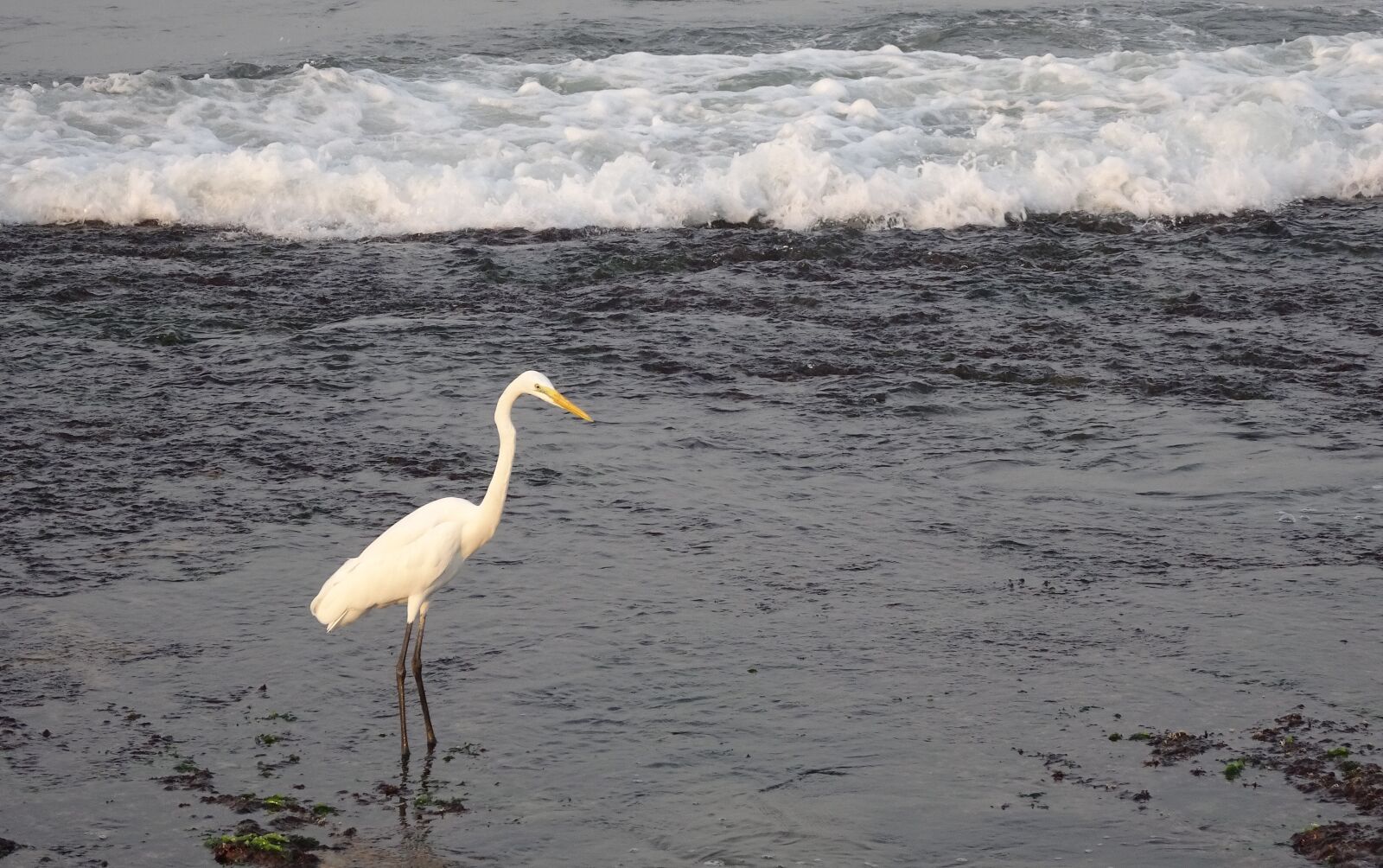 Sony Cyber-shot DSC-HX90V sample photo. Great egret, ardea alba photography