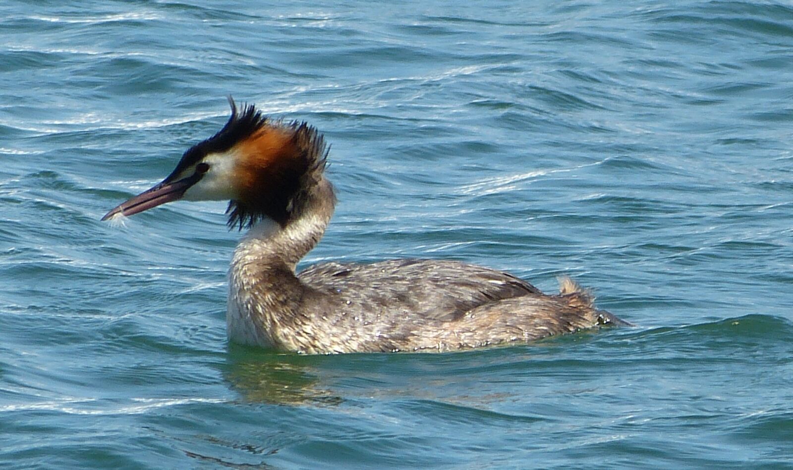 Panasonic Lumix DMC-FZ150 sample photo. Great crested grebe, water photography