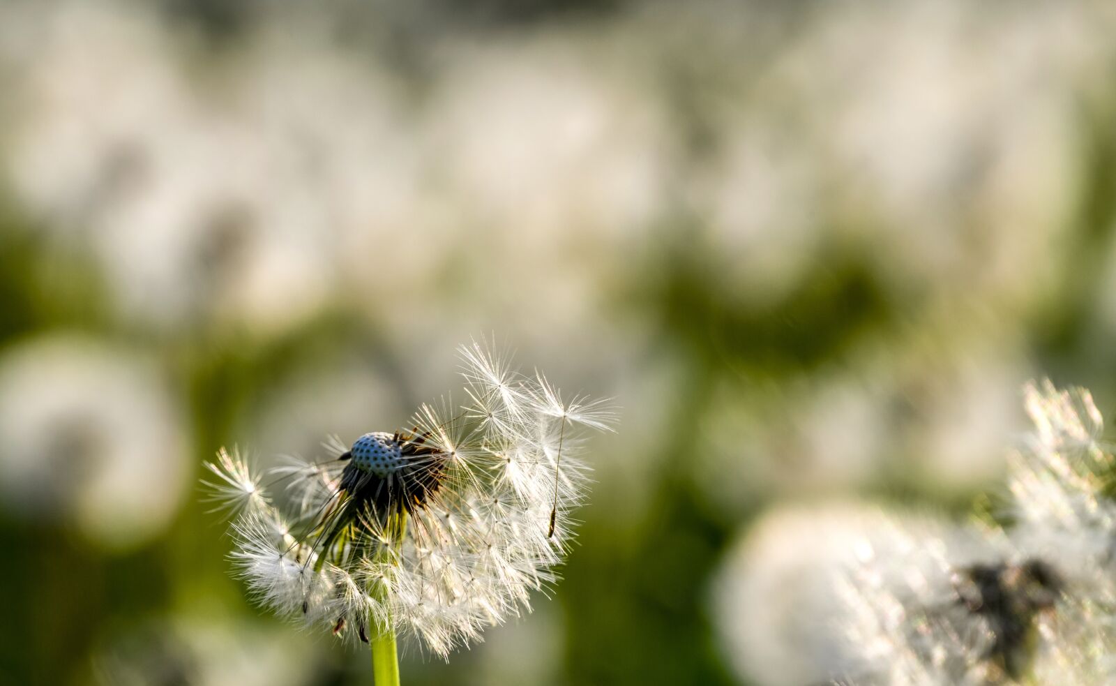 Tamron 28-300mm F3.5-6.3 Di VC PZD sample photo. Plant, dandelion, blossom photography