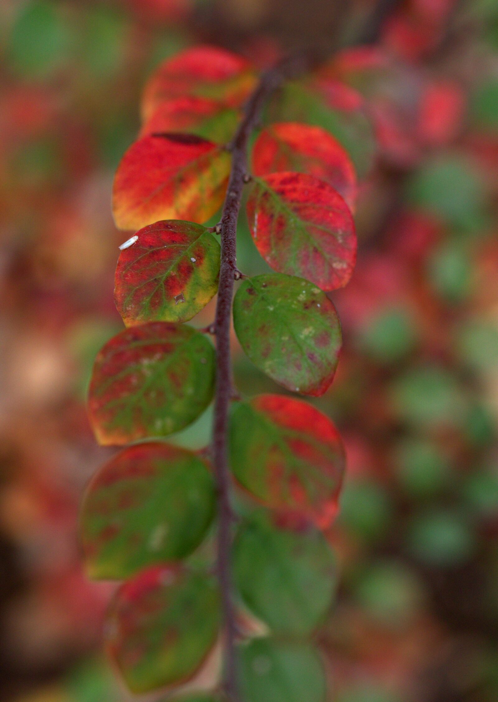 Canon EF-S 60mm F2.8 Macro USM sample photo. Leaves, red, green photography