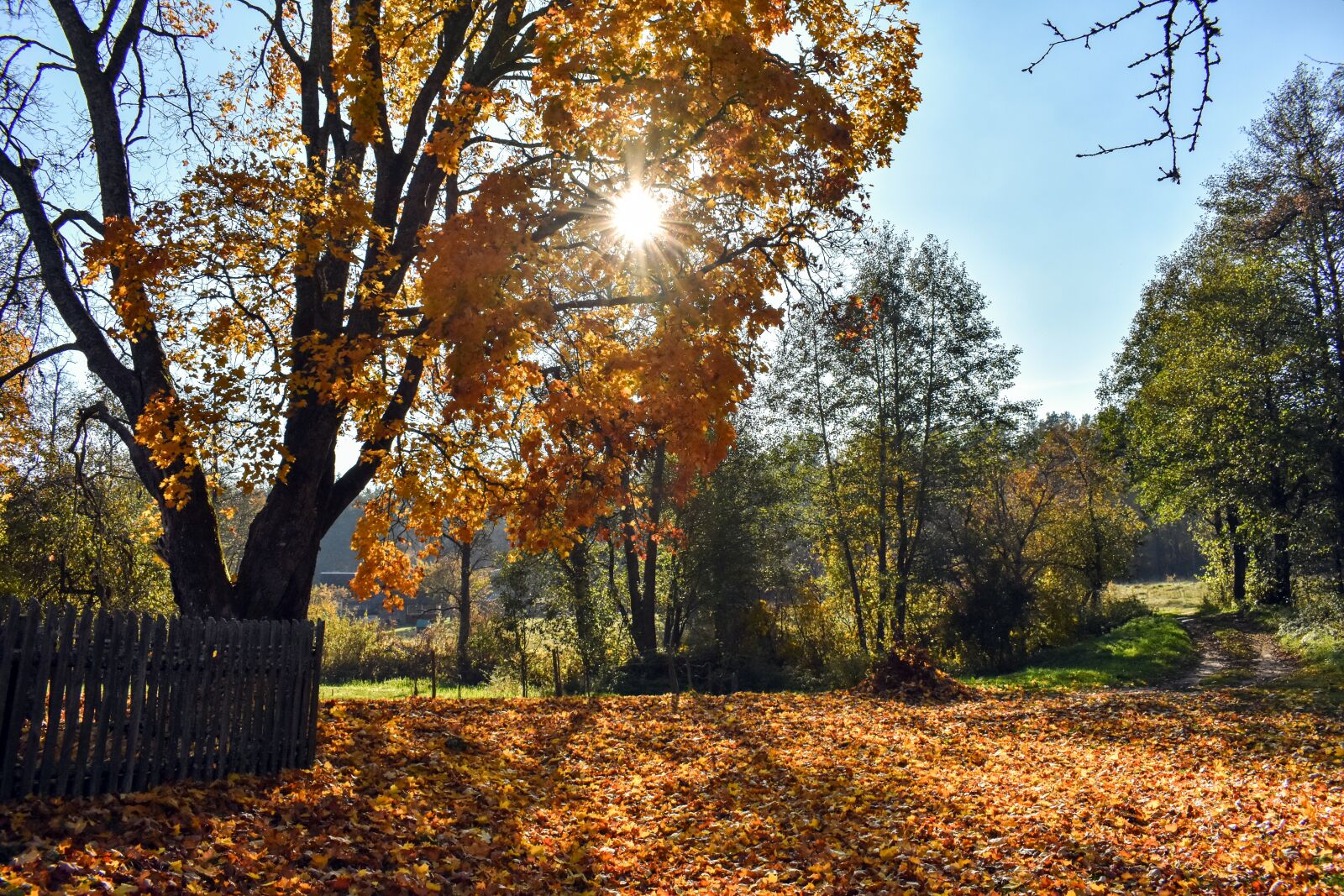 Nikon D3400 sample photo. Autumn, sun, nature photography