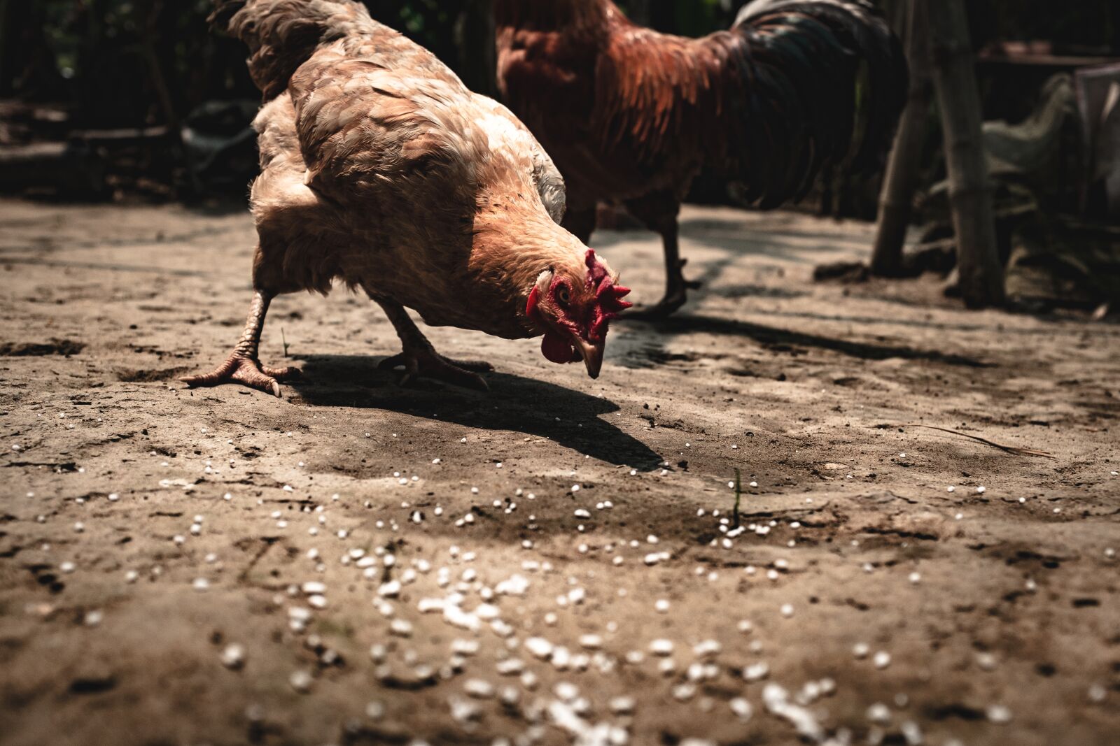 Fujifilm X100T sample photo. Agriculture, animal, beak photography