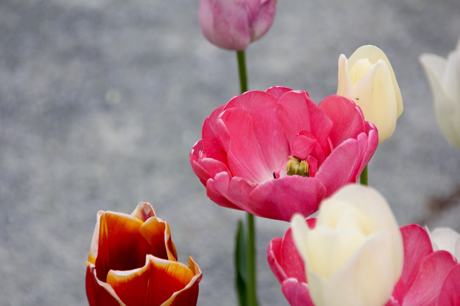 Canon EOS 60D sample photo. Tulip, red, white photography